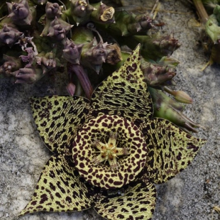 Orbea variegata